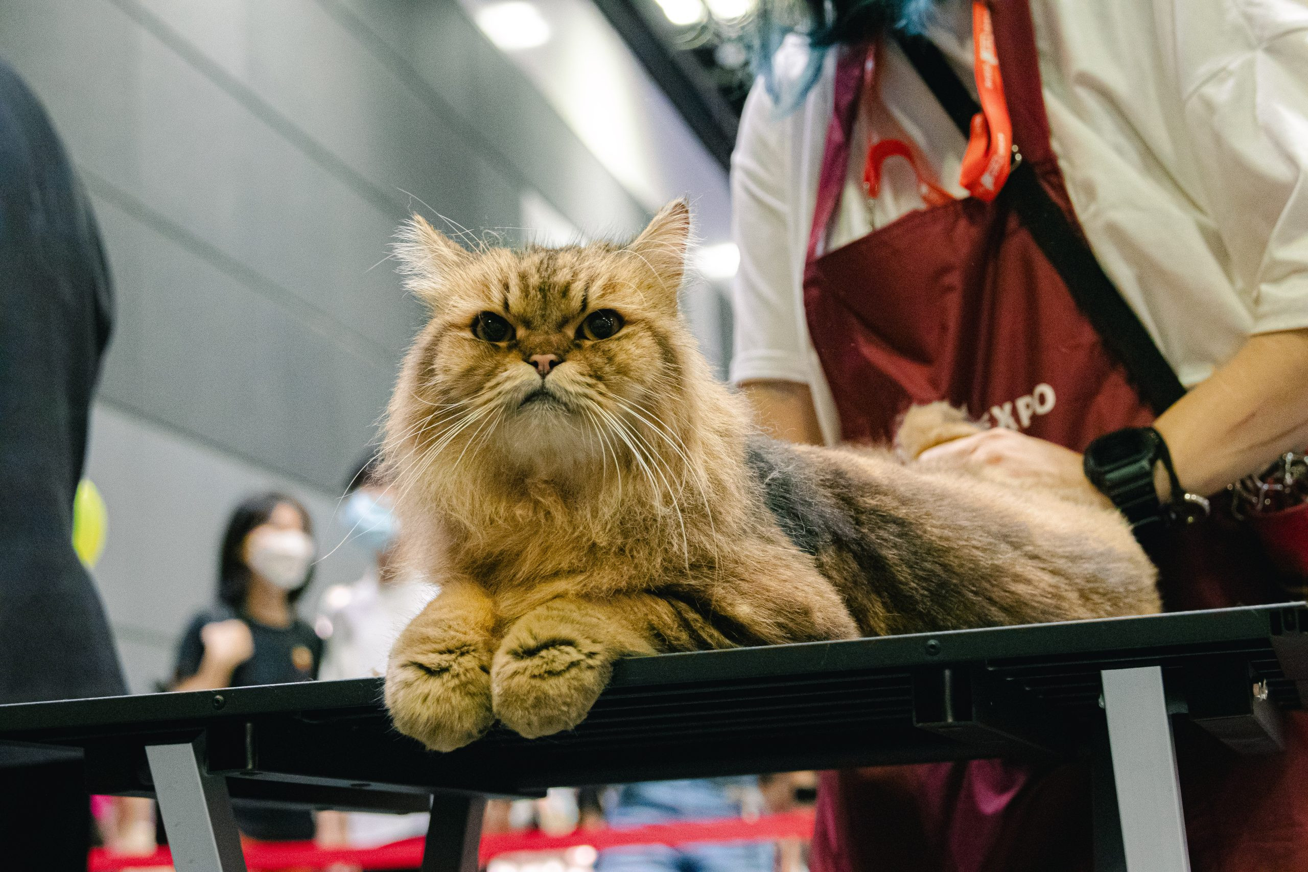 Asia Cat Expo 2024